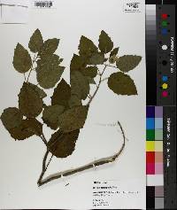 Physalis heterophylla image