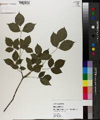 Staphylea trifolia image