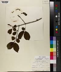 Viburnum rufidulum image