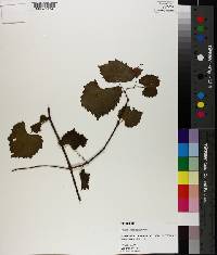 Vitis rotundifolia image