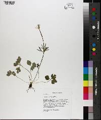 Anemonella thalictroides image