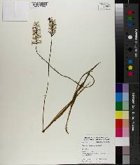 Platanthera nivea image