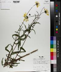 Helianthus angustifolius image