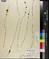 Utricularia juncea image