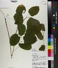 Smilax herbacea image