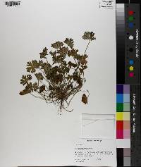 Geranium carolinianum image