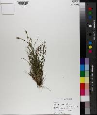 Carex leavenworthii image