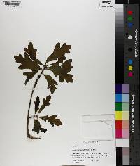 Quercus margarettiae image