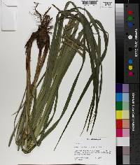 Carex crinita var. brevicrinis image