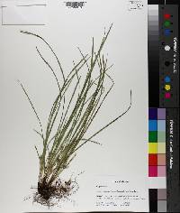 Carex superata image