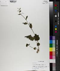 Cardamine bulbosa image