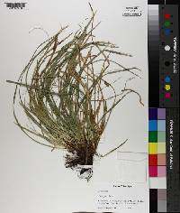 Carex picta image