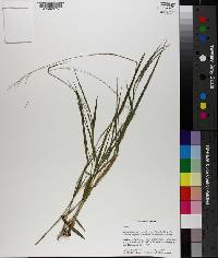 Dichanthelium aciculare subsp. angustifolium image