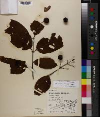 Cephalanthus occidentalis var. occidentalis image