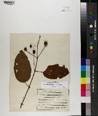 Cephalanthus occidentalis var. occidentalis image