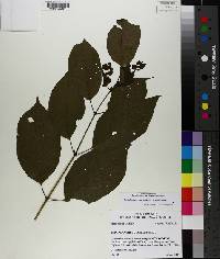 Cephalanthus occidentalis var. occidentalis image