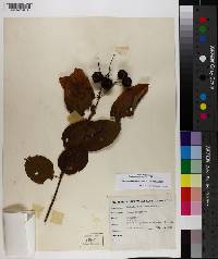 Cephalanthus occidentalis var. occidentalis image