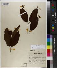 Cephalanthus occidentalis var. occidentalis image