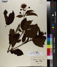 Cephalanthus occidentalis var. occidentalis image