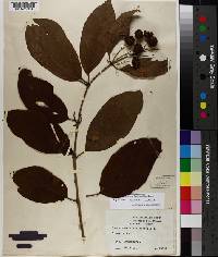 Cephalanthus occidentalis var. occidentalis image