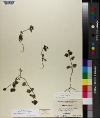 Mitchella repens image