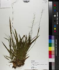 Panicum laxiflorum image