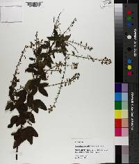 Desmodium nuttallii image