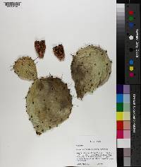 Opuntia tortispina image