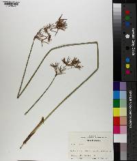 Cyperus articulatus image