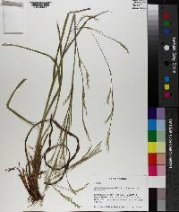 Schizachyrium scoparium var. divergens image