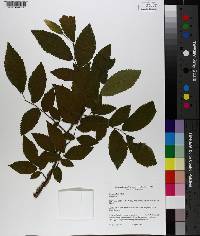 Ulmus alata image