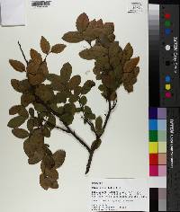 Ulmus crassifolia image