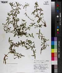 Alternanthera sessilis image