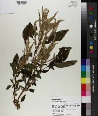 Amaranthus spinosus image