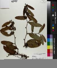 Smilax laurifolia image