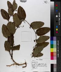 Smilax pumila image