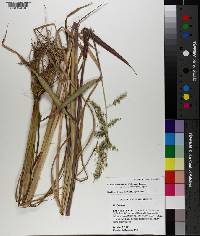 Echinochloa muricata var. microstachya image