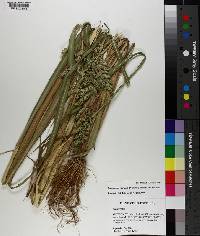 Echinochloa muricata var. muricata image