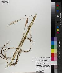 Echinochloa colona image