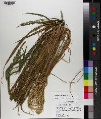 Echinochloa colona image