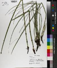 Equisetum hyemale image