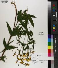 Coreopsis major image