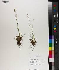 Juncus filipendulus image