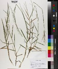 Panicum repens image