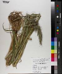 Echinochloa muricata var. muricata image