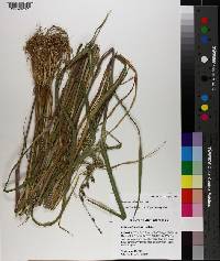 Echinochloa colona image