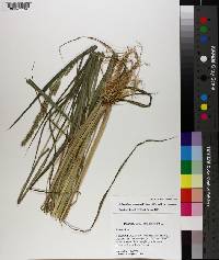 Echinochloa muricata var. muricata image