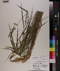 Echinochloa colona image