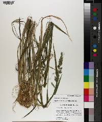 Echinochloa colona image