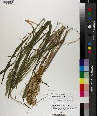 Echinochloa colona image